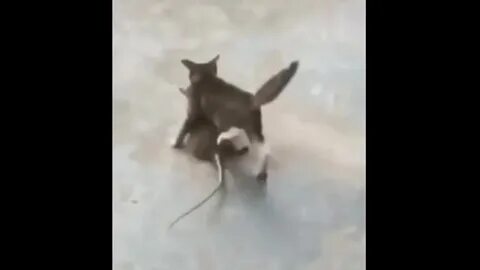 Мал зато удал впр