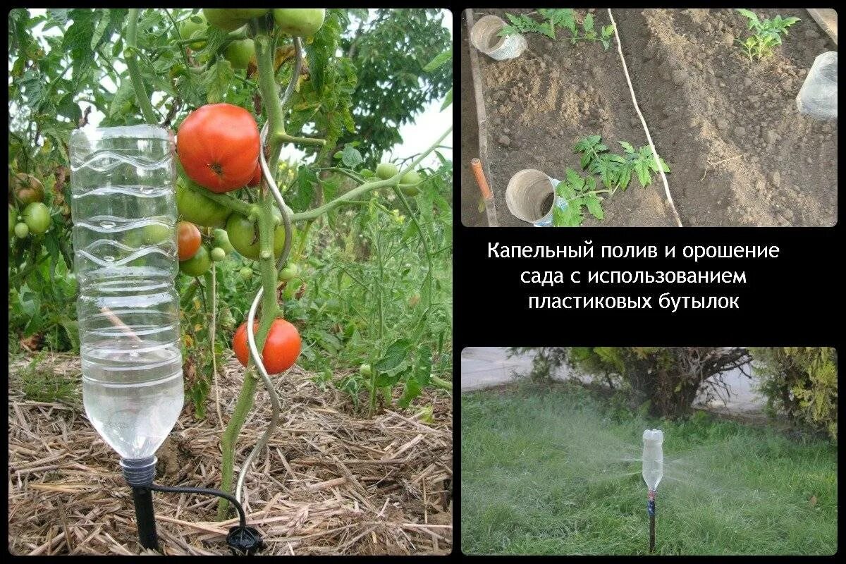 Полив теплиц бутылками. Система капельного полива для огурцов. пластиковые бутылки для полива. капельный полив бутылками. капельный полив из пластиковых.