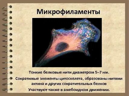 Микрофиламенты это