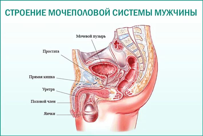 Мочевые органы мужчины. Строение мочевой системы у мужчин. Анатомия мужской мочеполовой системы. Строение мочеполовой системы у женщин анатомия. Схема мочеполовой системы у мужчин.