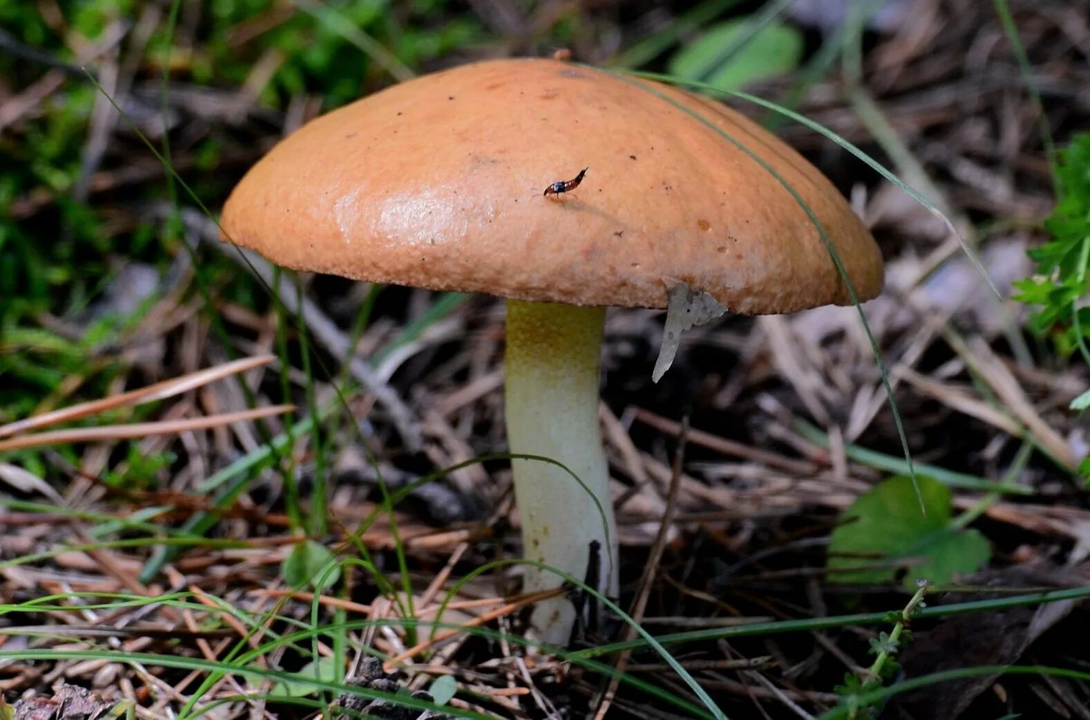 Масленок. Грибы масленок зернистый. 23. Suillus granulatus – маслёнок зернистый. Масленок зернистый – летний гриб. Съедобные грибы маслята.