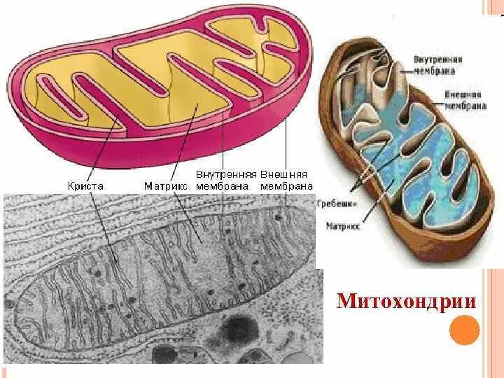 Митохондрии рисунок строение функции. Схема строения митохондрии клетки. схема митохондрии клетки. строение митохондрий биохимия. строение митохондрии в клетке человека.