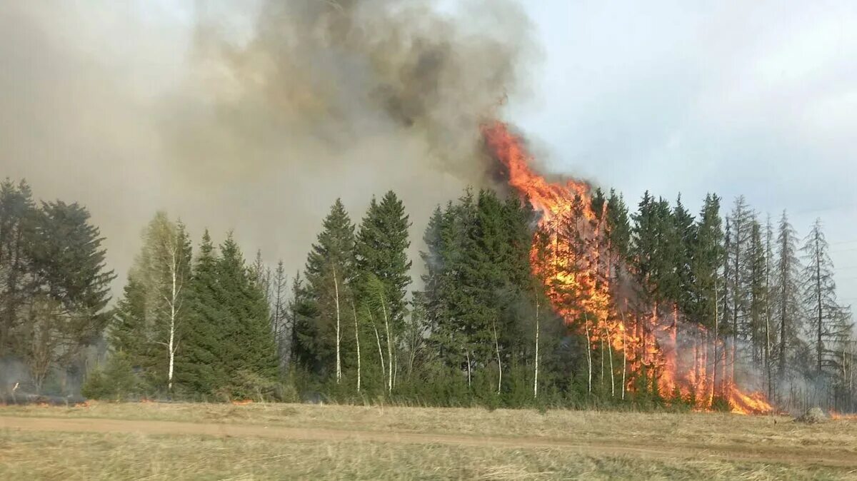 Пожар в лесу. Пожар в лесу. Горящий лес. Лесные пожары. Какие пожары произошли сегодня.