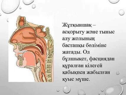 Диареяның порносы