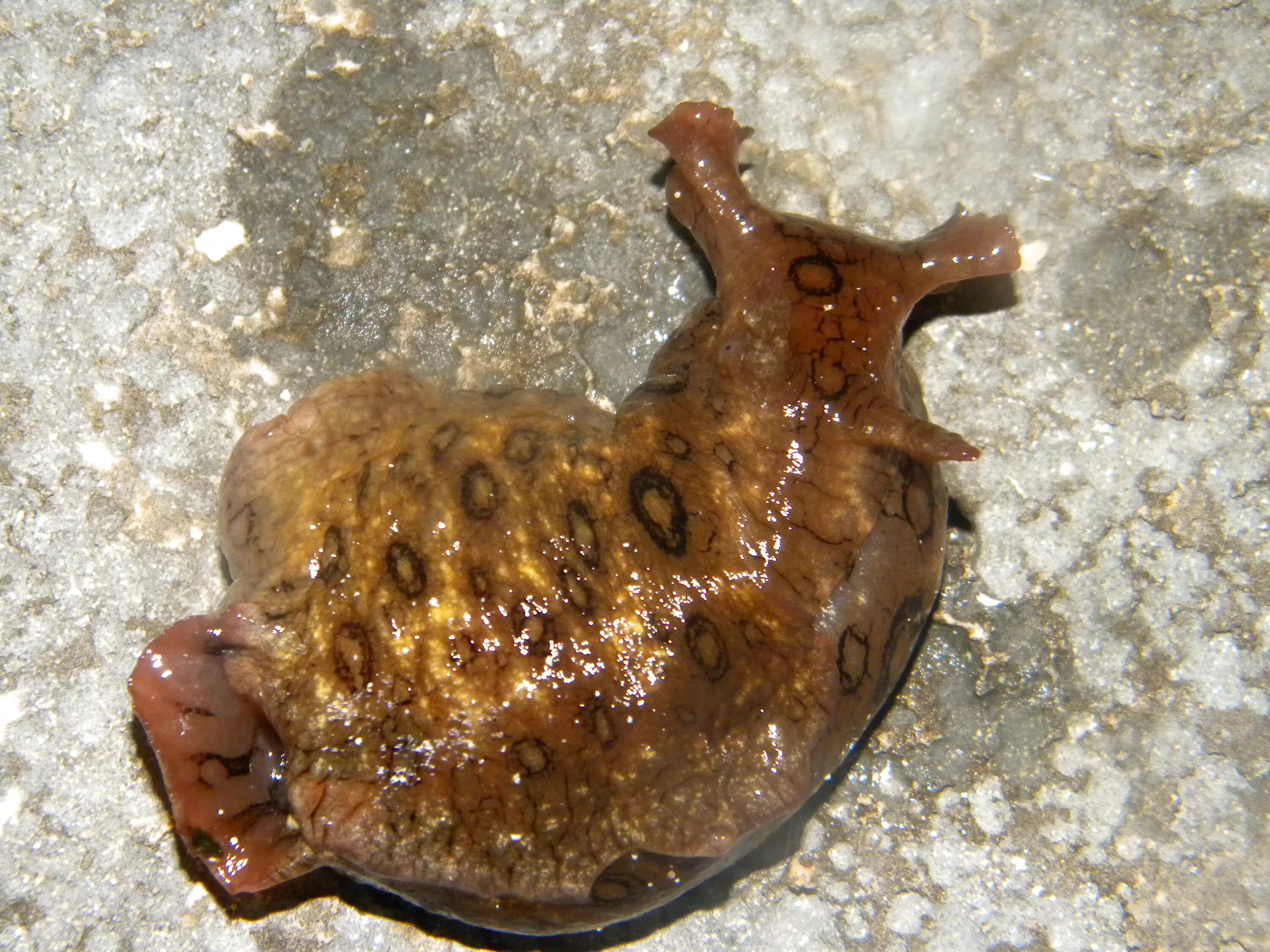 Морской заяц Aplysia. Морской заяц моллюск аплизия. Чёрный морской заяц (Aplysia Vaccaria).