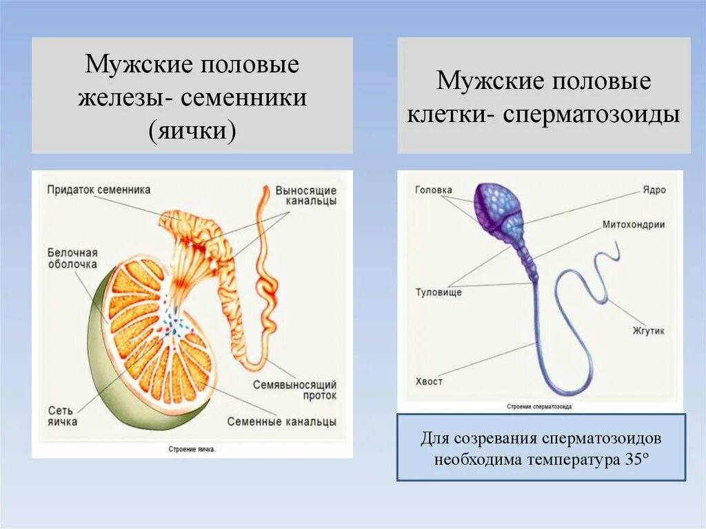 Семенники функции железы