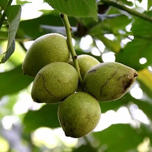 Орех маньчжурский (Juglans mandshurica). Орех маньчжурский (Juglans nigra l.). Орех маньчжурский(Juglans mandshurica Maxim). Орех маньчжурский Júglans mandshúrica.