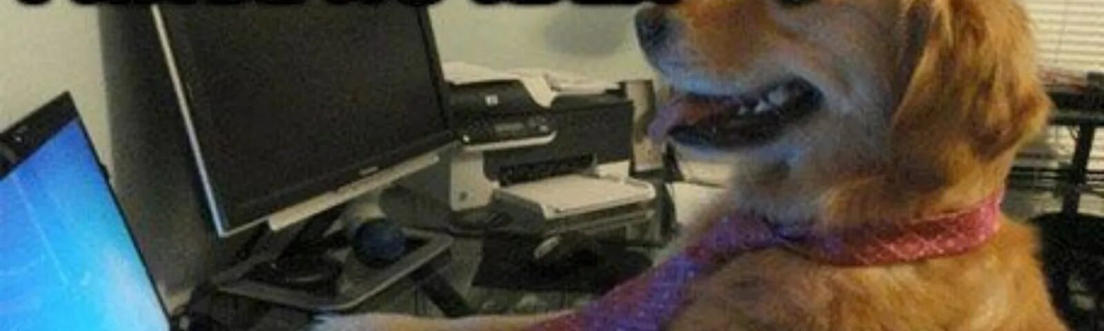 I know what i m doing. I have no idea what im doing. i have no idea what i am doing. i have no idea what im doing dog. i have no idea what i&#039;m doing собака.