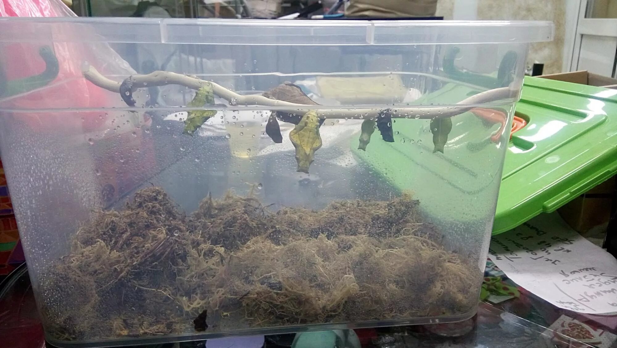 ферма бабочек. инсектарий для бабочек. вырастить бабочку в домашних условиях. вырастить бабочку из куколки дома. поделка кокон бабочки своими.