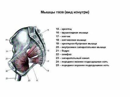 Бок возле таза
