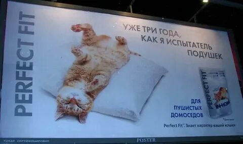 Реклама котиков посреди арбата
