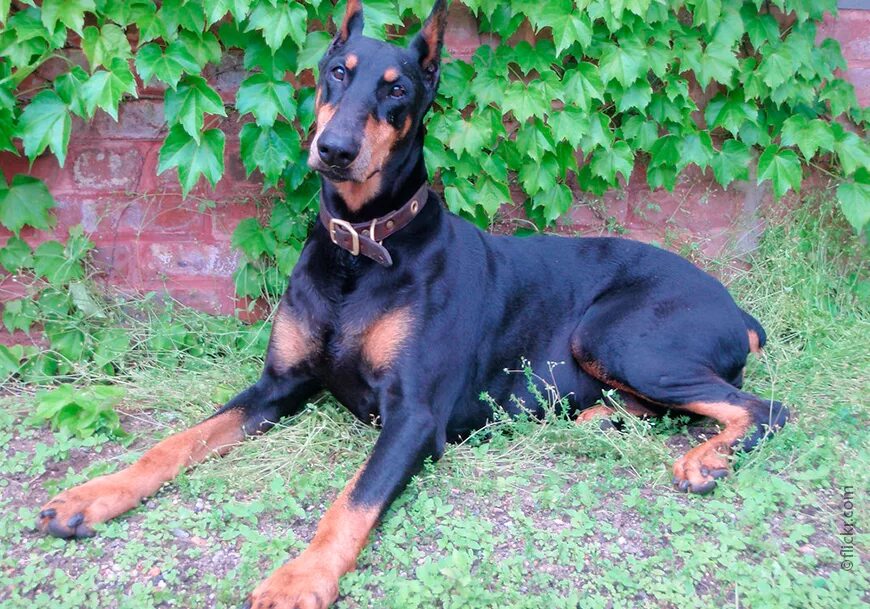 Щенок европейского добермана. Доберман продолжительность жизни. Доберман собака. Спаниель и доберман. Доберман собака шоколадный.