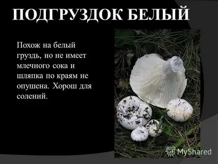 Груздь какой род