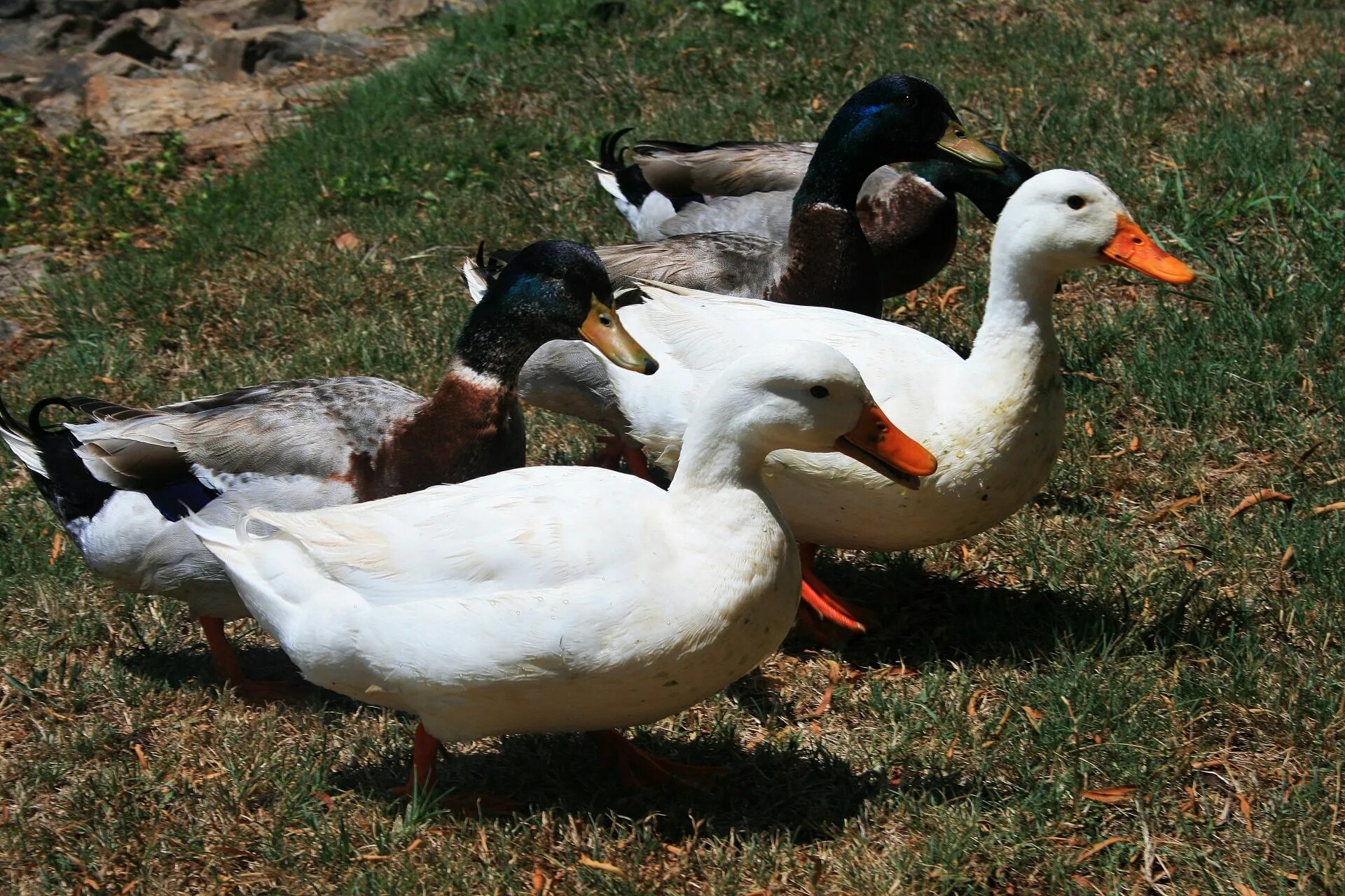 Почему домашняя утка. Утка кряква белая. Утка украинская кряква. Утка кряква гусь. Утка голубой фаворит.