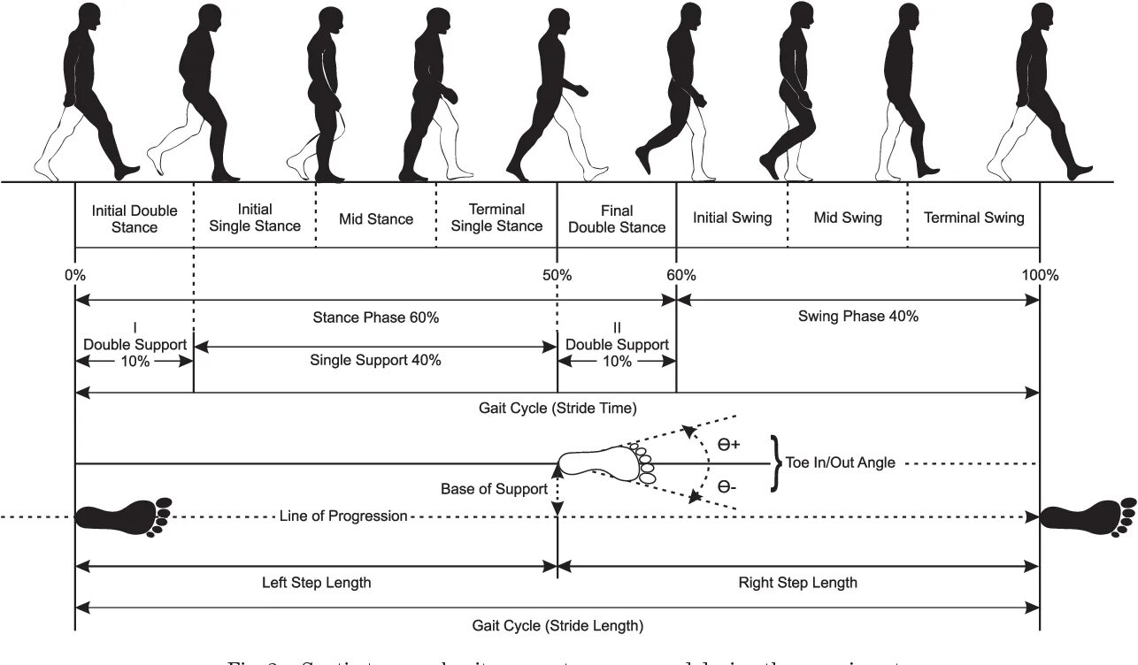 Waddeking gait. Step length. Human walking phase. Over striding. Gait фирма.