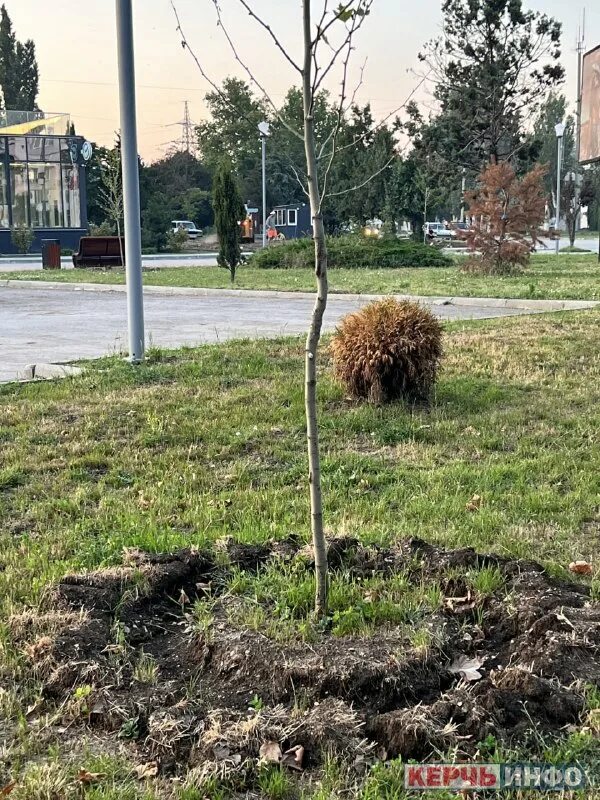 В первый день окопали 18 деревьев