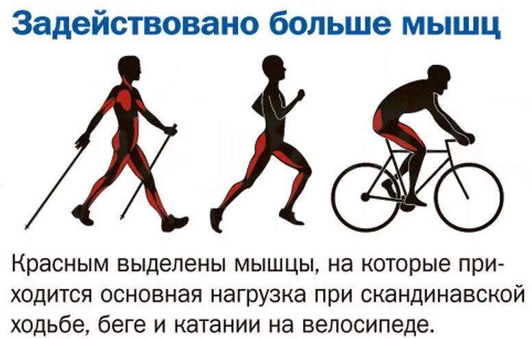 Мышцы при езде на велосипеде