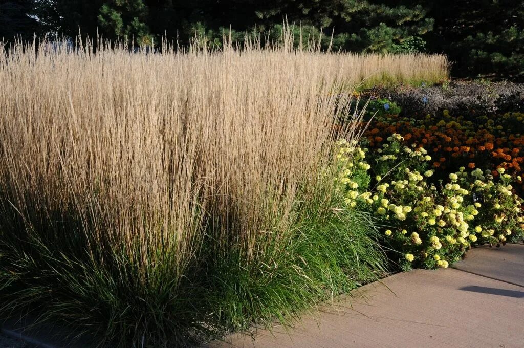 Plant Profile: Calamagrostis 'Karl Foerster'
