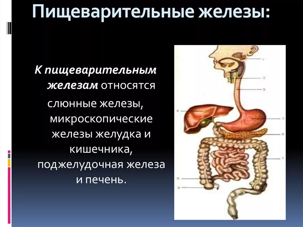 Пищеварительная железа выполняющая барьерную функцию. Строение и функции желез пищеварительной системы. Пищеварительная система тракт и железы. Пищеварительная система человека пищеварительные железы. Органы участвующие в процессе пищеварения.