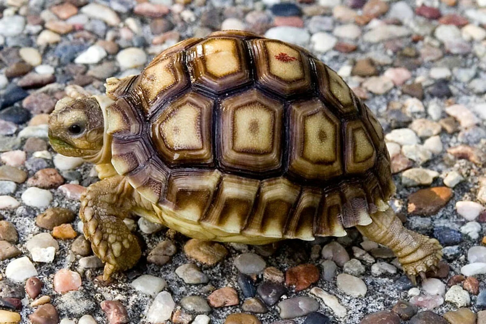 Капская крапчатая черепаха. Мадагаскарская клювогрудая черепаха. Глазчатая черепаха. Обыкновенная мускусная черепаха.