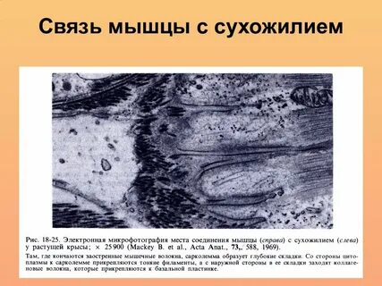 Мышечные связи