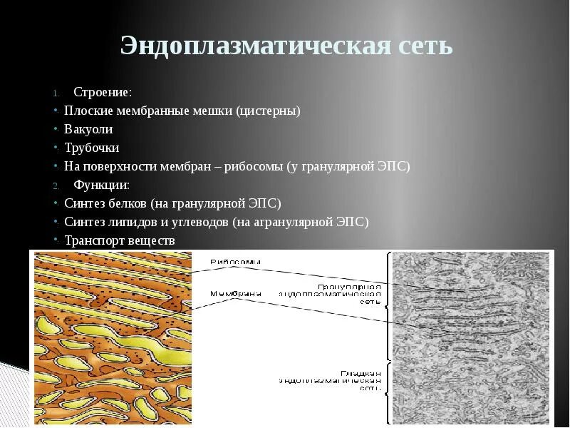 Эпс участвует в синтезе белка. Гранулярная эндоплазматическая сеть функции. Гранулярная эндоплазматическая сеть структура. Агранулярная ЭПС функции. Гранулярная эндоплазматическая сеть строение и функции.