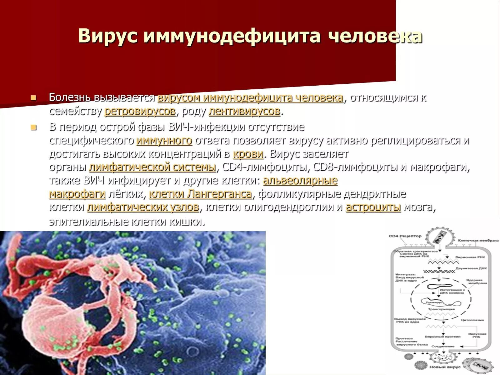 Кровь на иммунодефицит. Синдромы иммунного дефицита. Синдром иммунной реконструкции. Вирус иммунодефицита человека, синдром приобретенного иммунного. Синдром приобретенного иммунитета.