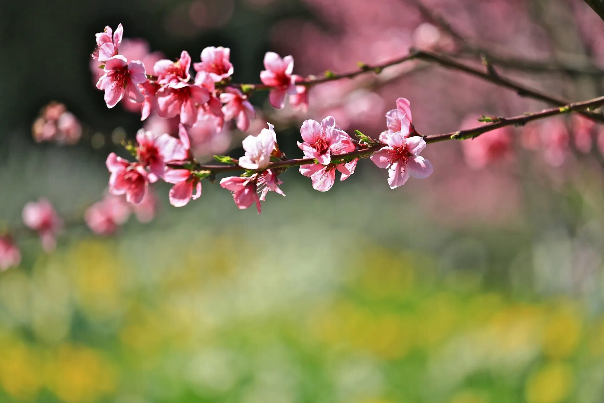 Ветка ампельная Сакура. Sakura ветка. Цветущая ветка Сакуры. Цветущая веточка Сакуры. Ветка цветущей сакуры