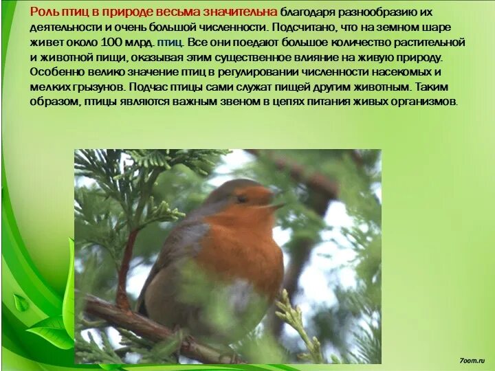 Многообразие и значение птиц биология 8 класс. Птицы в природе и в жизни человека. роль птиц в природе. охрана птиц в природе. значимость птиц в природе.