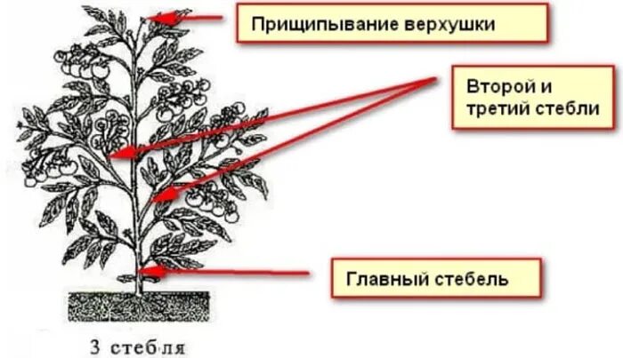 Томаты в 2 3 стебля. Схема формирования томатов в три стебля. формирование томатов в 2 стебля схема. схема пасынковая томата. схема формирования томатов в 4 стебля.