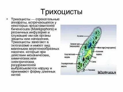 Какие утверждения верны клетка простейших выполняет