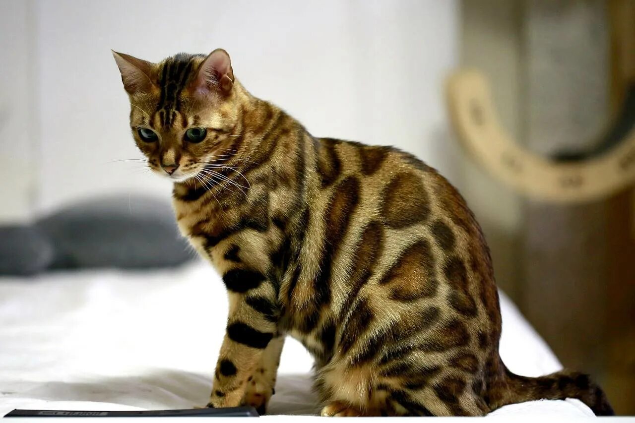 Рассмотрите фотографию пятнистой кошки породы бенгальская. Бенгальская кошка. Бенгальская леопардовая кошка. Бенгальская кошка леопардового окраса. Кошка пятнистая Бенгальская.