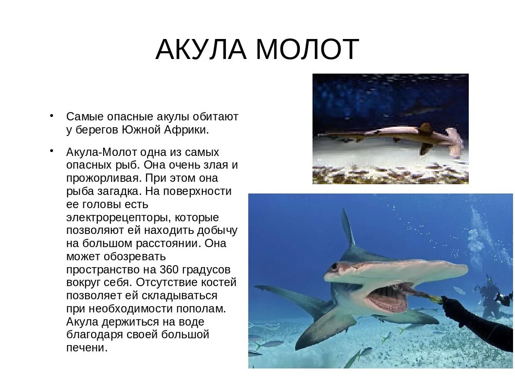 Обитателем какой среды является акула. Акула молот доклад. рассказ о акуле молот. интересные акулы. акула молот интересные факты.