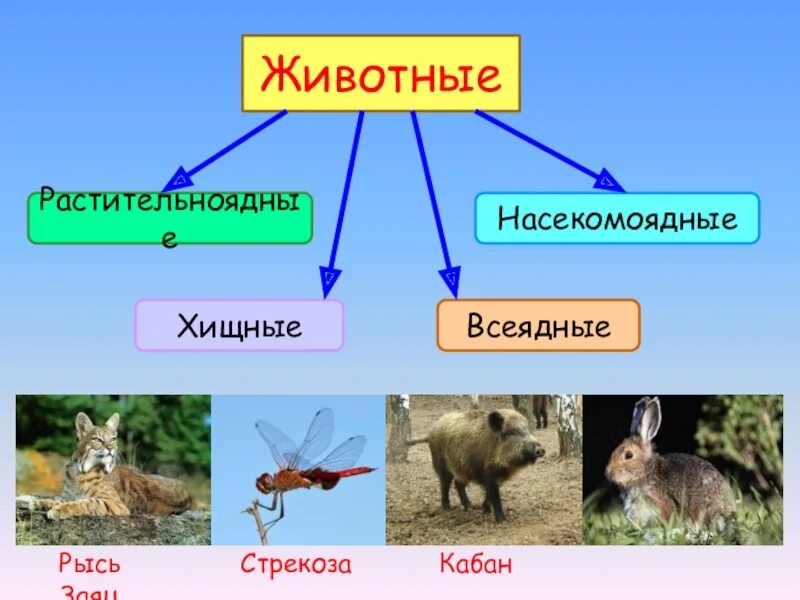 Как животные питаются 3 класс окружающий. Растительноядные Насекомоядные. Растительноядные и Хищные животные. Растительноядные хищники всеядные. Хищники травоядные и всеядные животные.