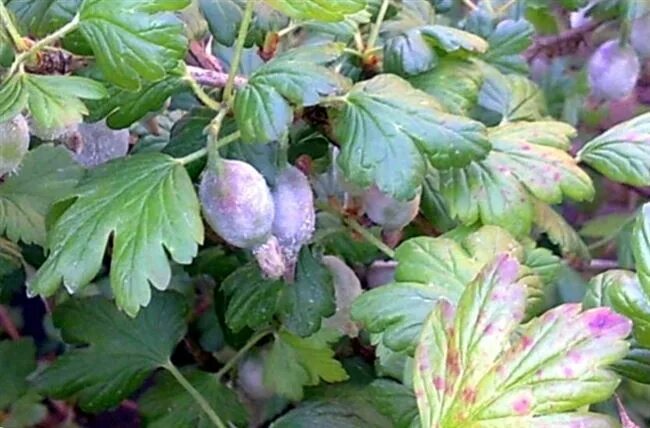 Как лечить крыжовник. Септориоз смородины. Мучнистая роса на крыжовнике. Как лечить крыжовник. Как лечить крыжовник.