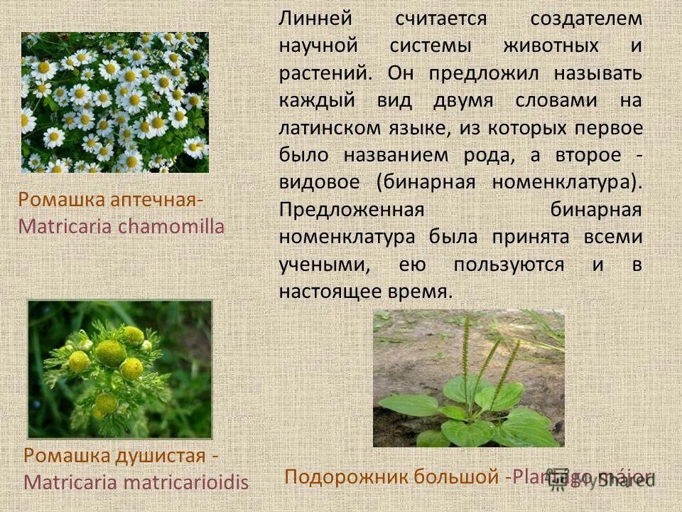 Каждый вид. Классификация растения Ромашка. Видовые названия растений и животных. Видовые названия растений одного рода. Бинарное название вида растений.