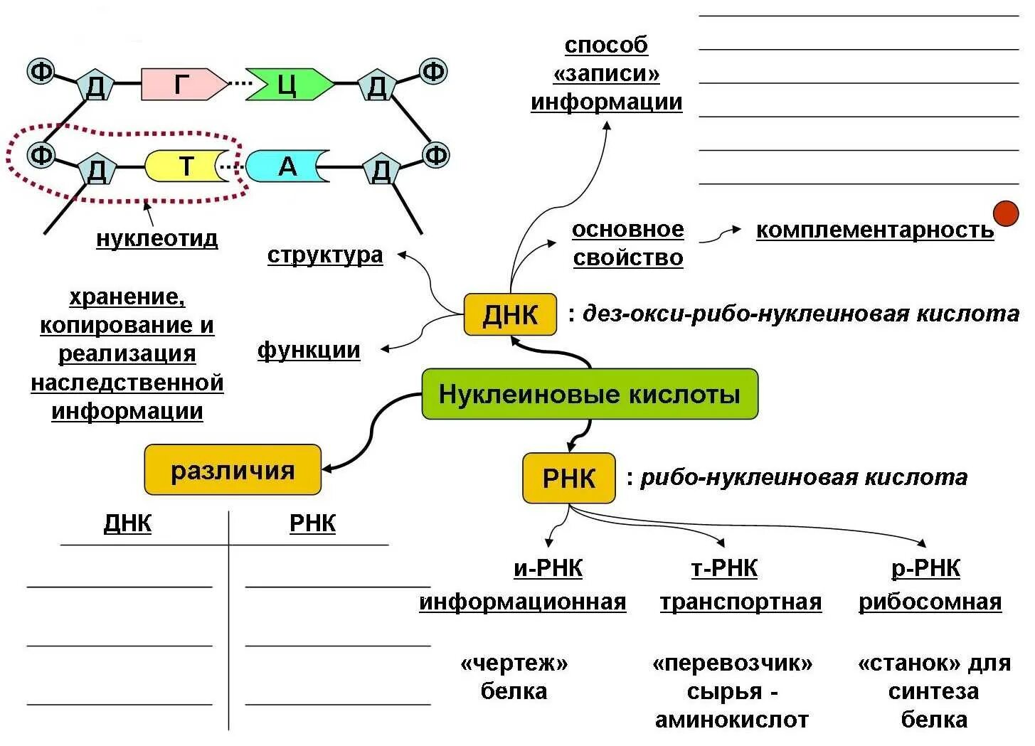 Тест обмен белков. Нклинлве кислоты схема. Реализация наследственной информации задачи по биологии 10 класс. Схематическое строение нуклеиновых кислот. Схема строения нуклеиновых кислот.