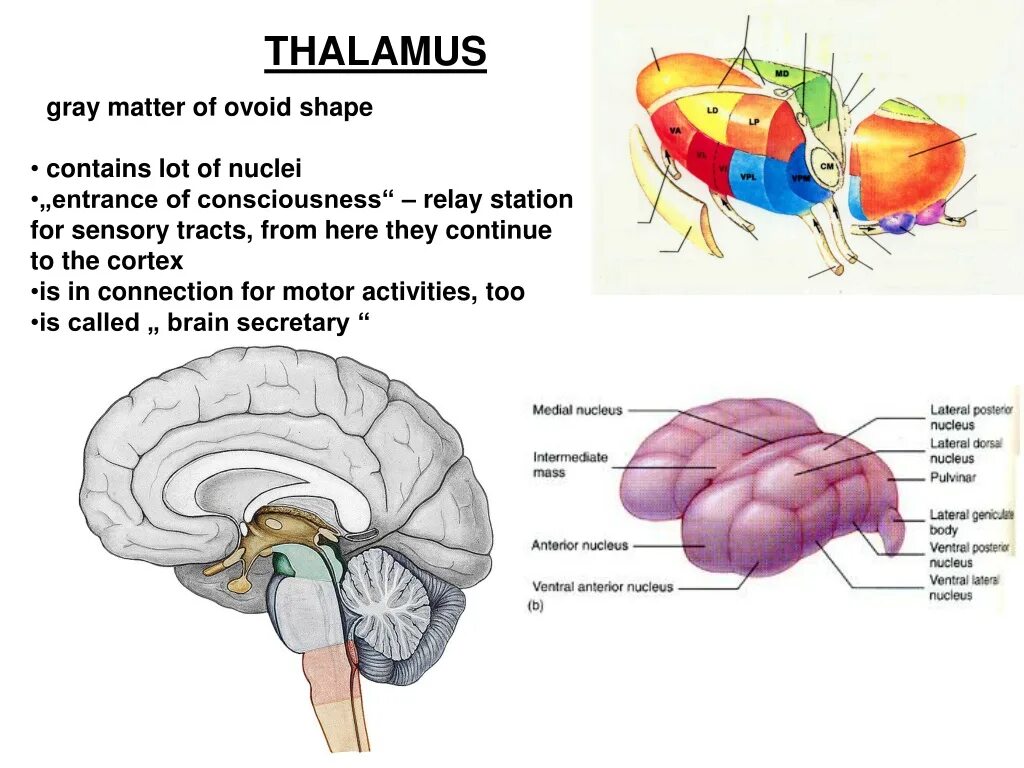 Каковы функции таламуса. Таламус анатомия. Таламус (Thalamus, зрительный бугор). Таламус анатомия строение. Внешнее строение таламуса.