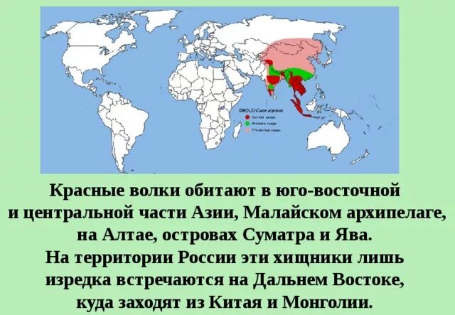 В каких районах обитаешь. Ареал обитания красного волка в России. Красный волк ареал обитания. Красный волк ареал обитания на карте России. Красный волк место обитания.