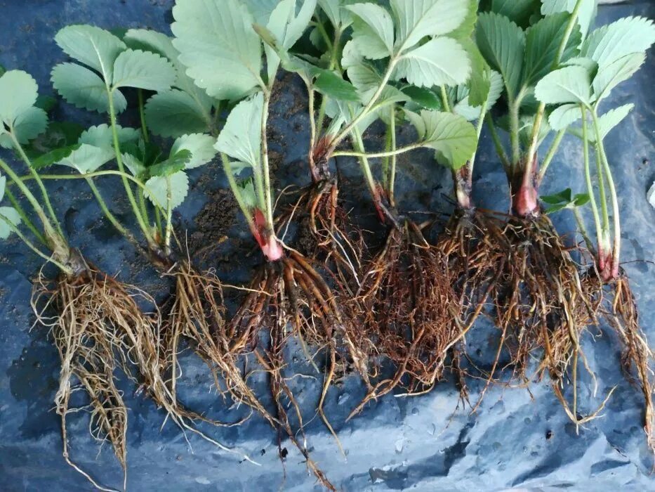 Земляника ремонтантная всходы. Клубника высаживание рассады. Клубника ремонтантная рассада. Рассада клубники. Клубника ремонтантная рассада.