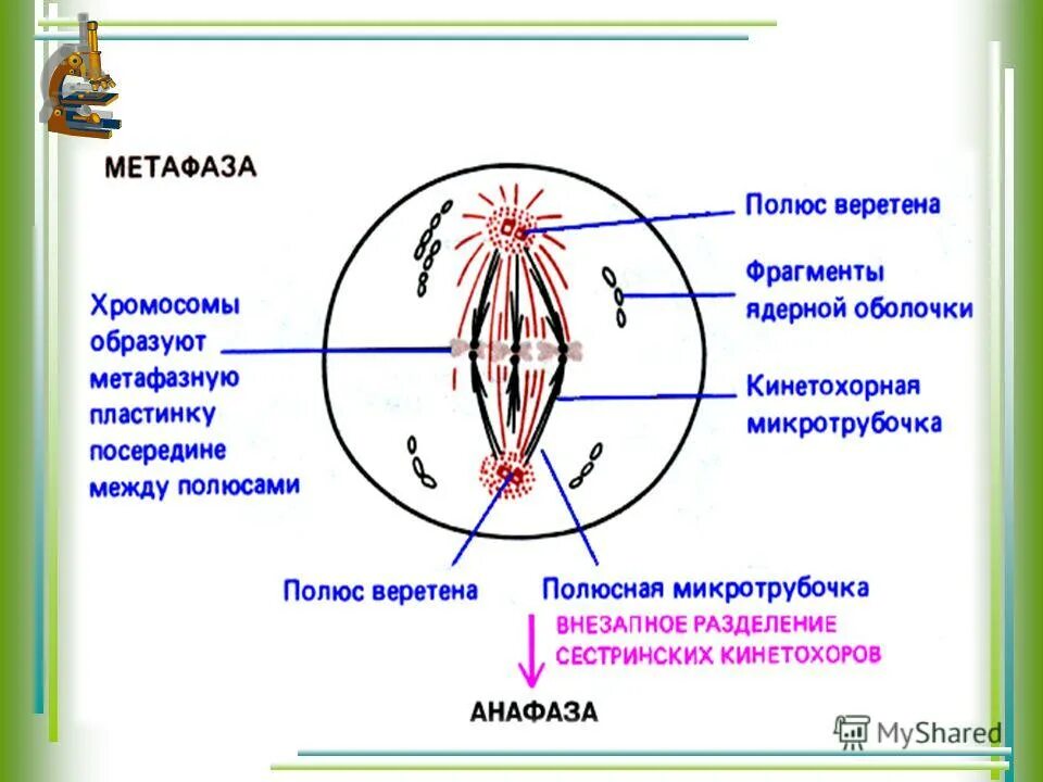 Хроматиды в метафазе