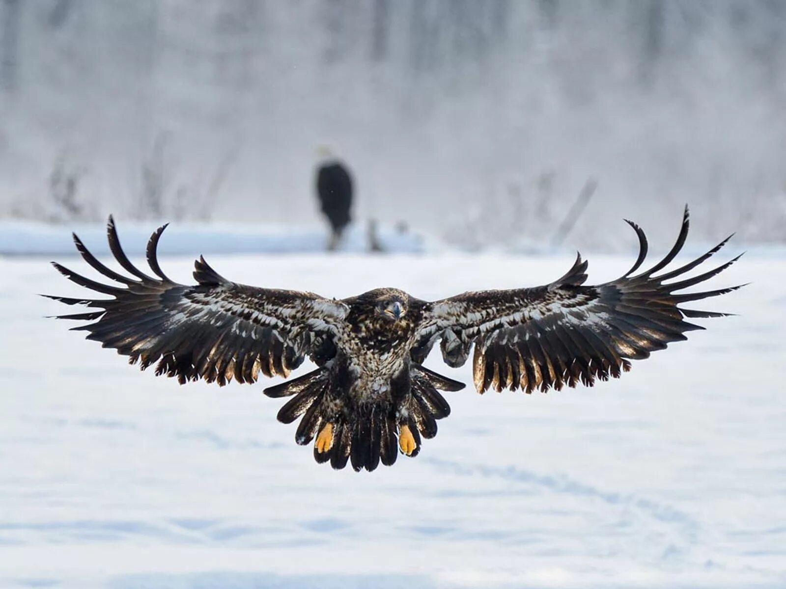 Атакующий орел
