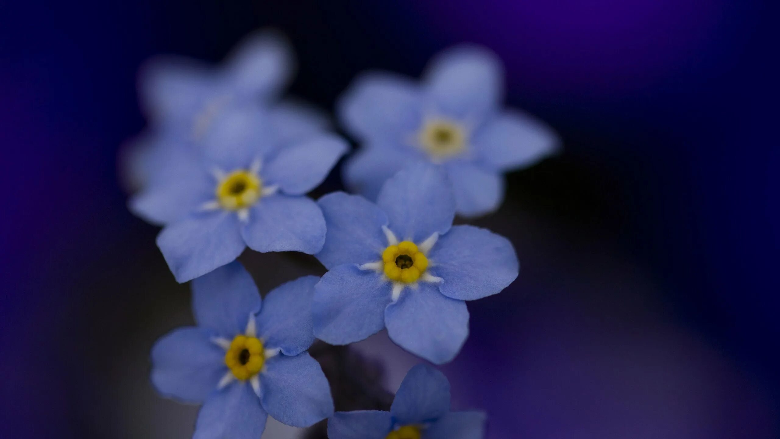 Цветы незабудки. Синие цветы. Мелкие синие цветы. Красивые мелкие цветы. Цветы 1024 600