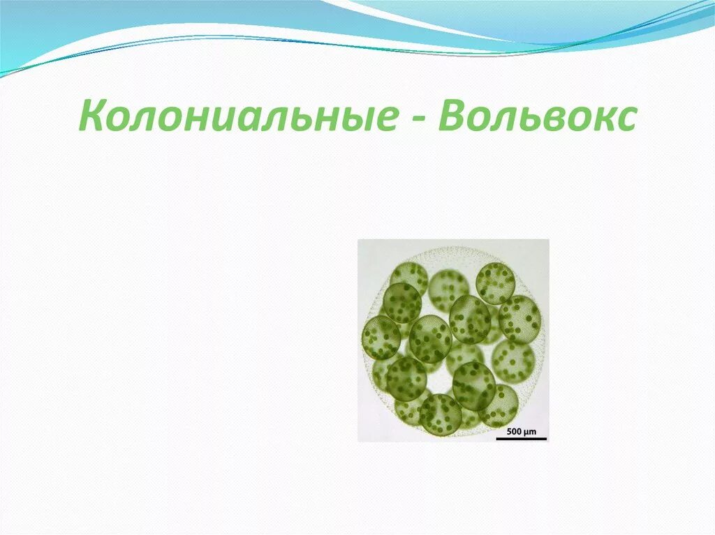 Является колониальной водорослью. Отдел зеленые водоросли вольвокс. Колониальные водоросли 5 класс. Колониальные сине-зеленые водоросли. Колониальные зелёные водоросли представители.