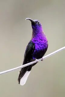 New birds