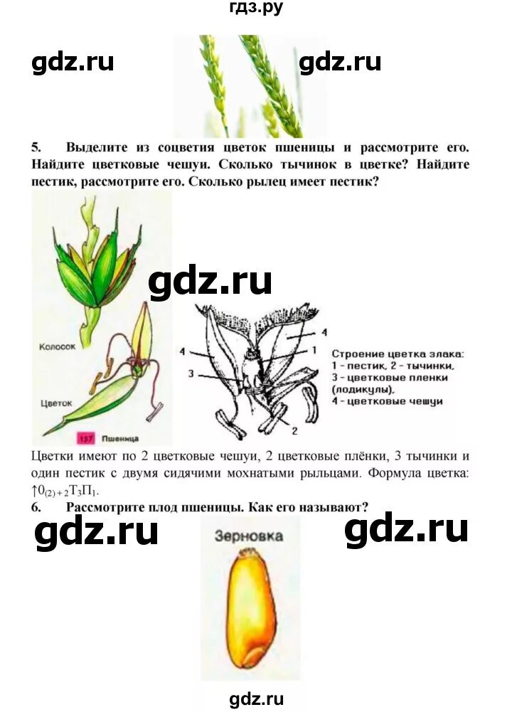 Практическая работа строение пшеницы. Строение пшеницы биология 6. практическая класс однодольные семейства злаки и лилейные. строение пшеницы биология 6 класс. злаки лабораторная работа.