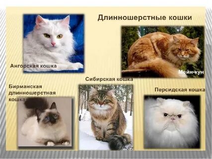 Сибирская кошка список пород кошек