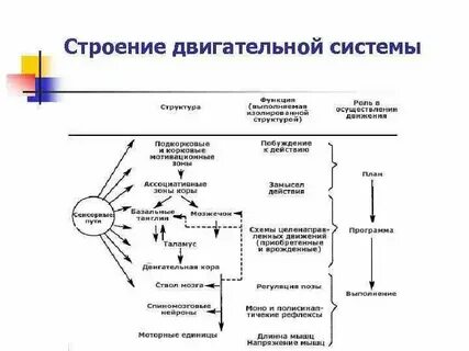 Частота двигательных движений