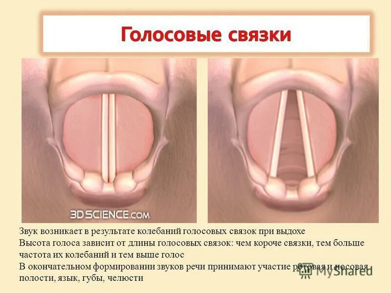 От чего зависят голосовые связки. Как выглядят голосовые связки. Колебание голосовых связок. Смыкание голосовых связок.