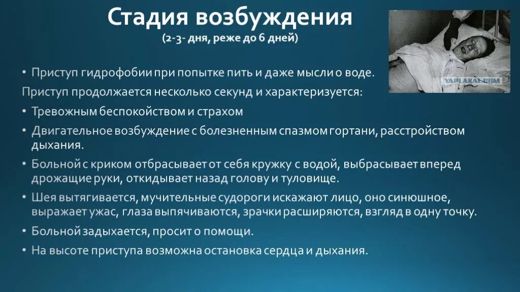 Степень возбуждения. Стадия возбуждения при бешенстве. Фазы стадии возбуждения:. Бешенство презентация.